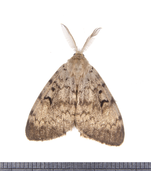 Lymantria3560