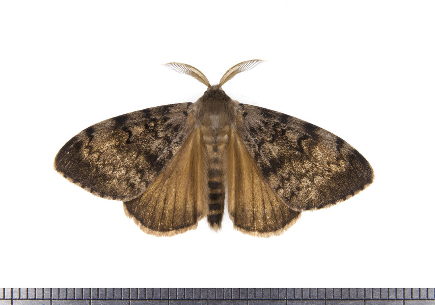 Lymantria4064