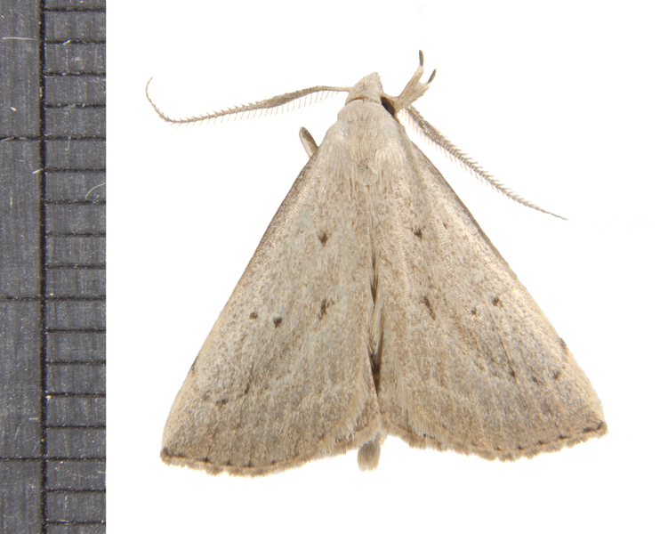 Macrochilo3477