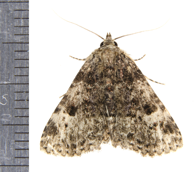 Metalectra9446