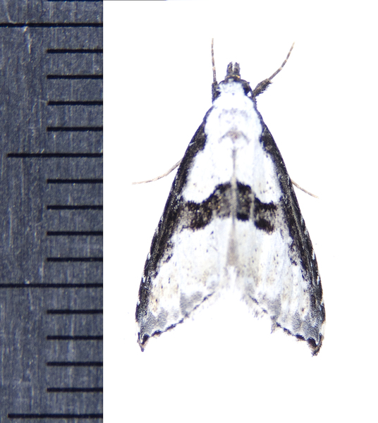 Nigetia9020