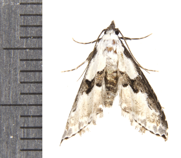 Nigetia9455