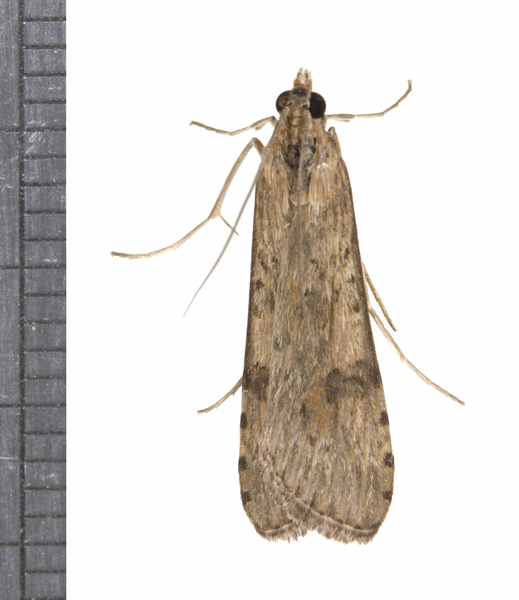 Nomophila1057