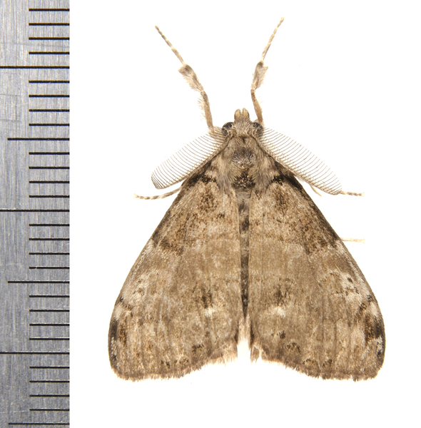 Orygia1316