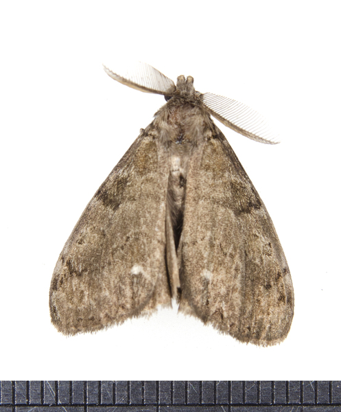 Orygia4097