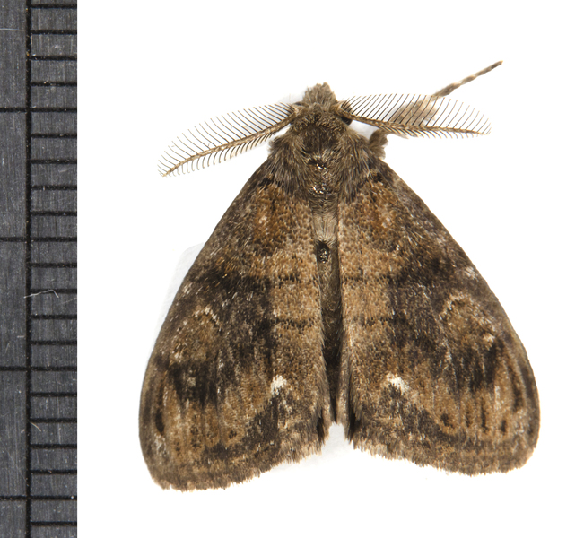 Orygia7596