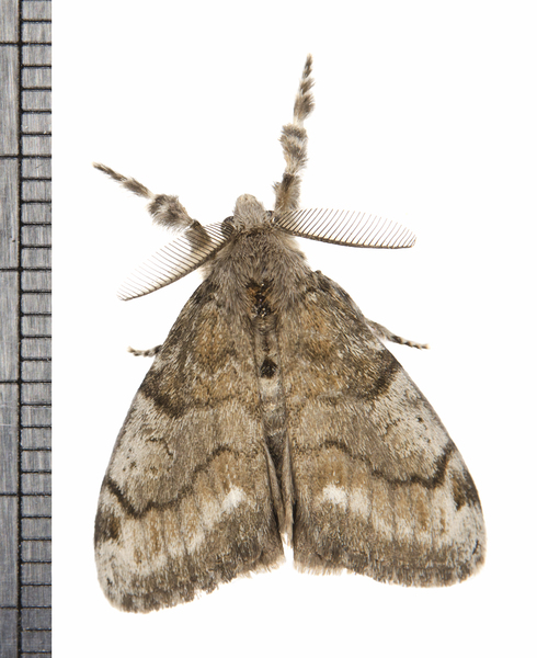 Orygia7745