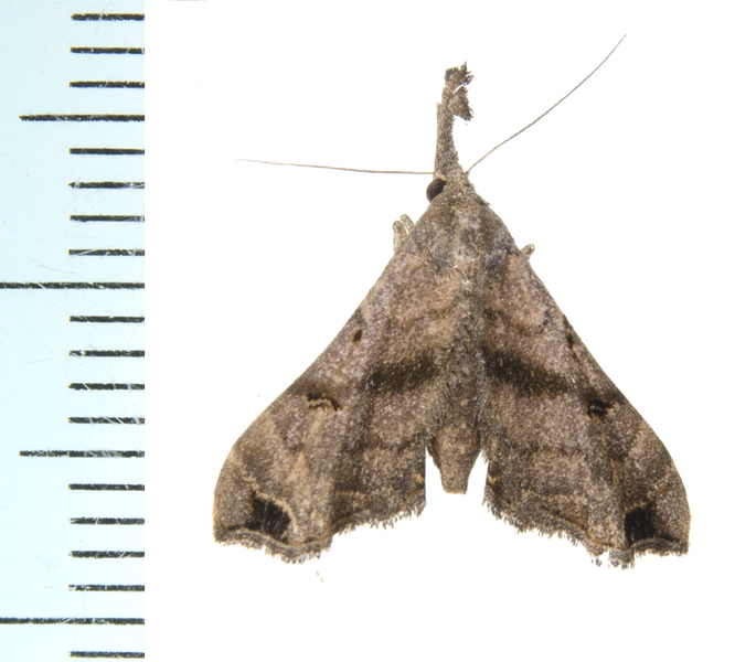 Palthis0743