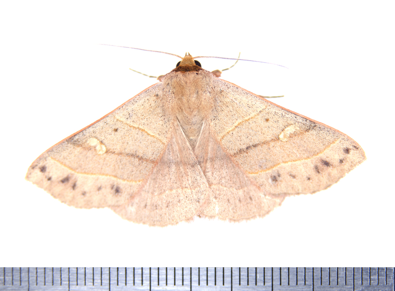 Panopoda9055