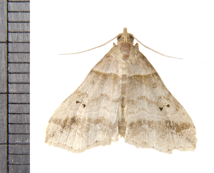 Phalaenophana4116