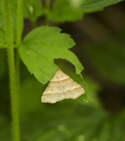Phalaenophana4566