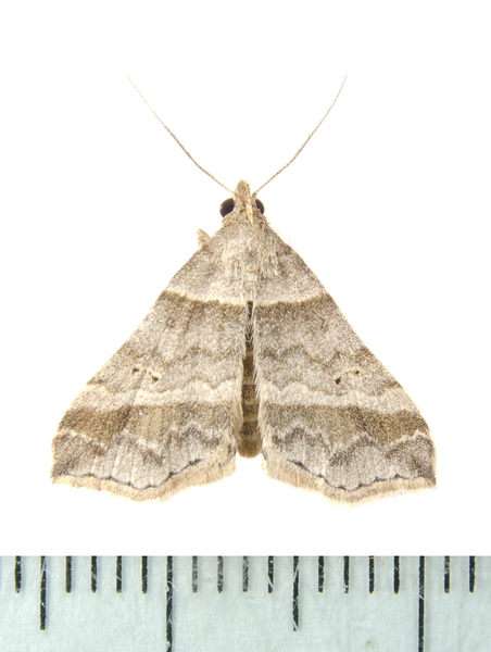 Phalaenophana6984