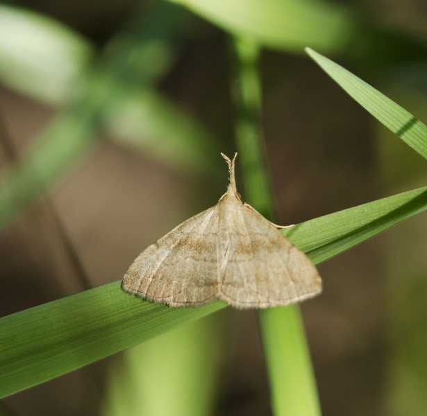 Phalaenostola0554