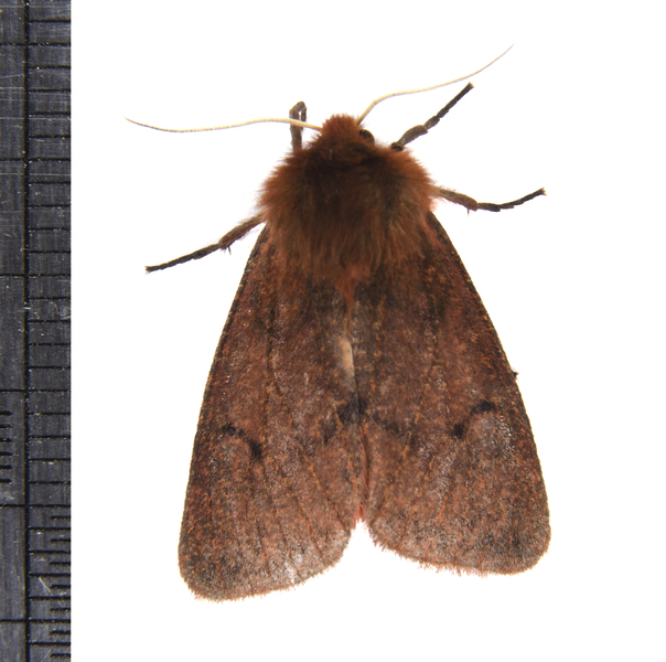 Phragmatobia3247