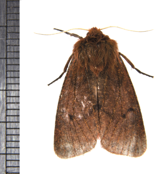 Phragmatobia3304