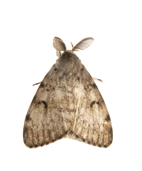 lymantria2241