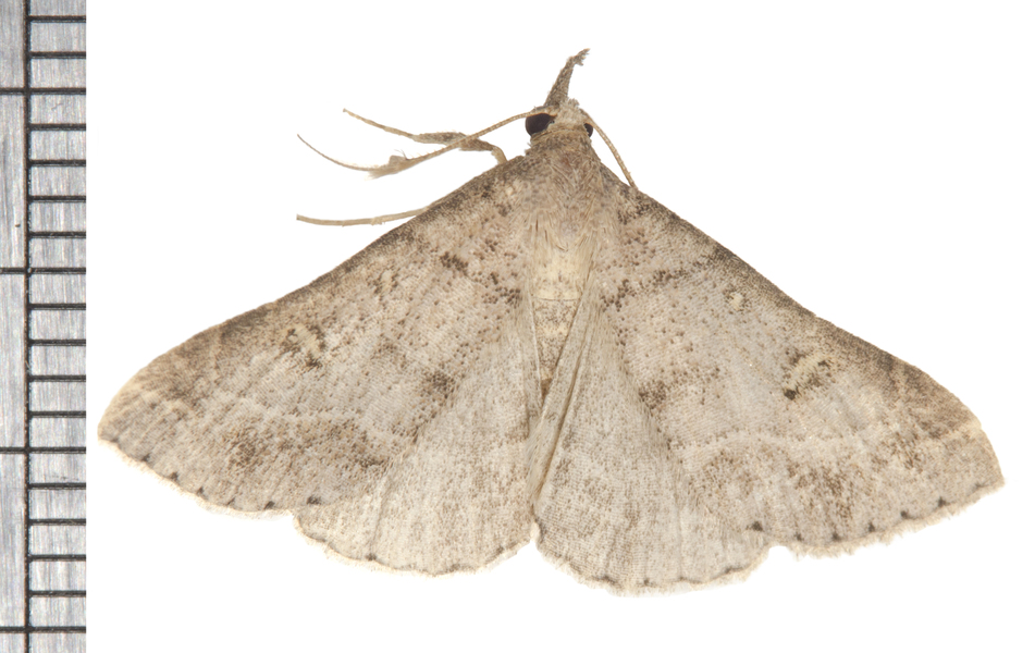 Renia6149