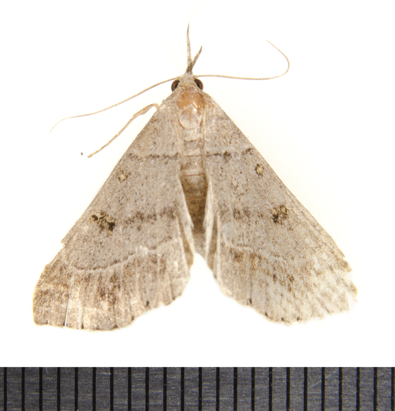 Renia9894