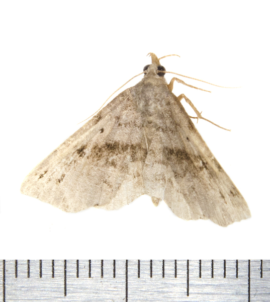 Spargaloma0244