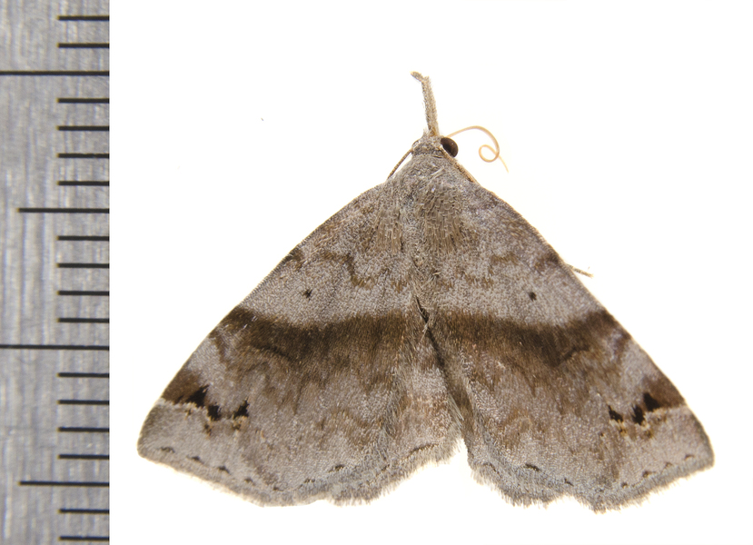 Spargaloma8744