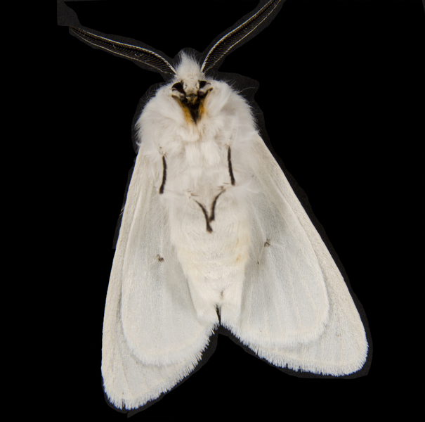 Spilosoma3495