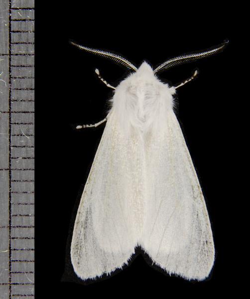 Spilosoma4638