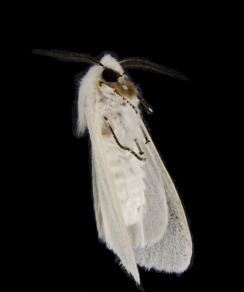 Spilosoma4639