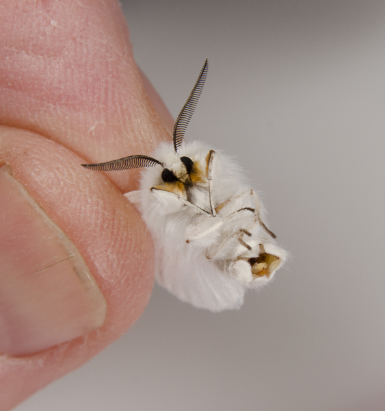 Spilosoma8285
