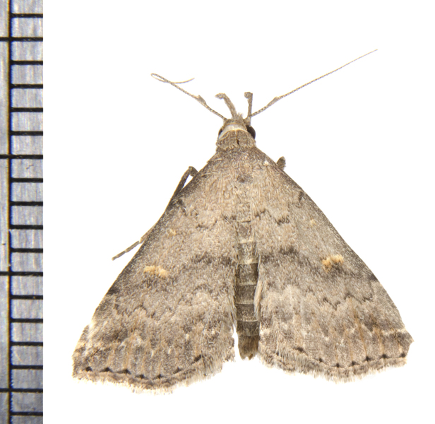 Tetanolita4095
