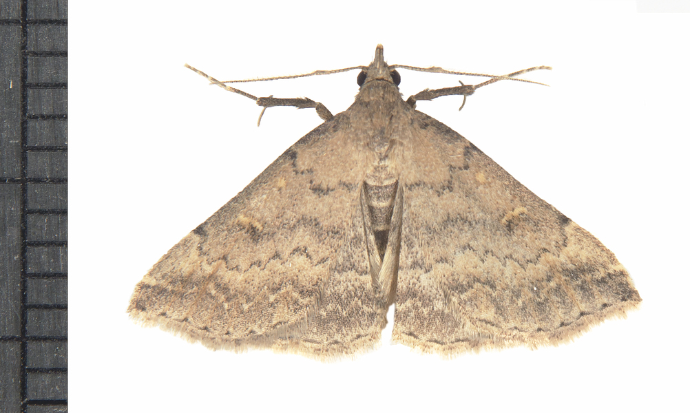 Tetanolita7929