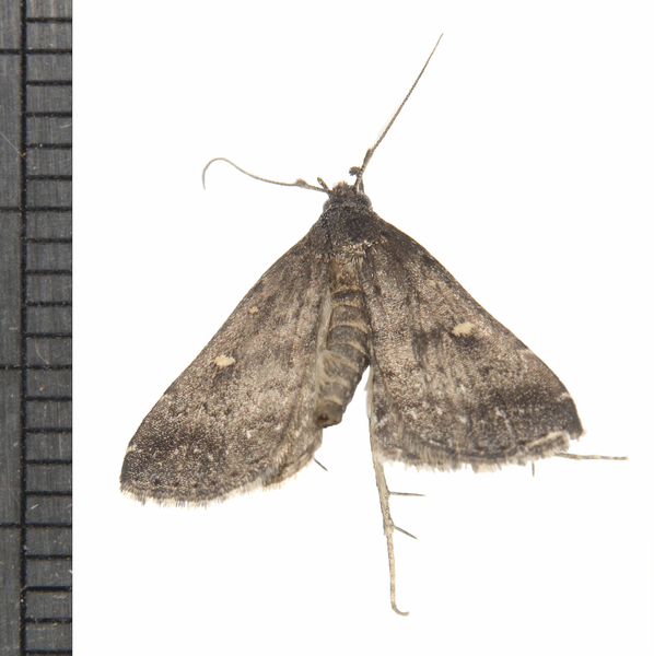 Tetanolita7938