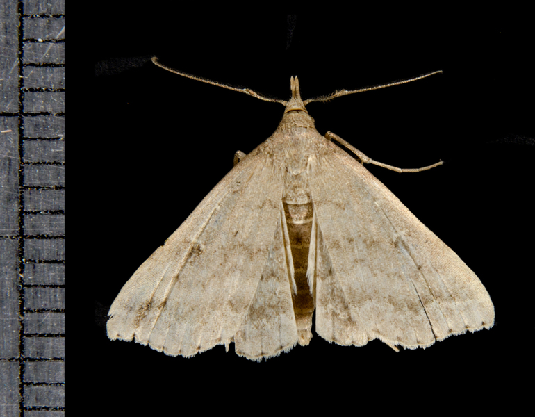 Tetanolita7988