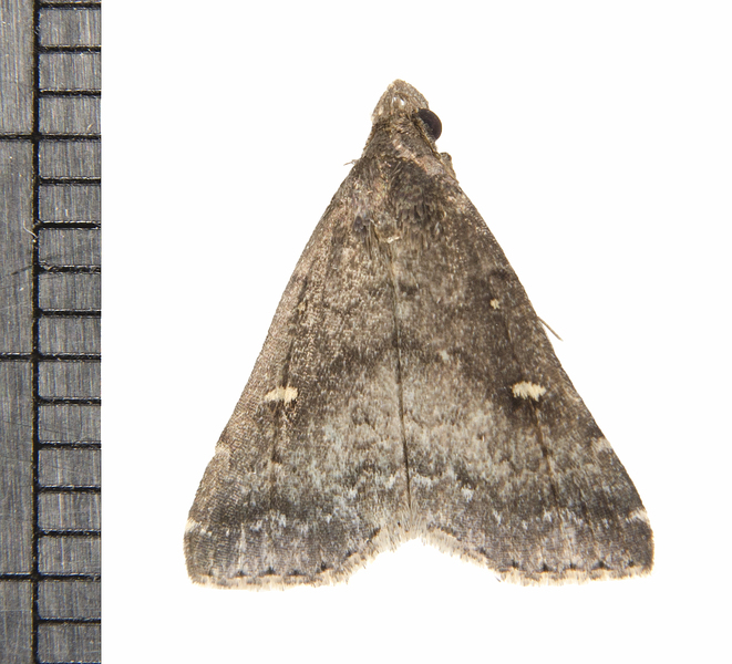 Tetanolita8061