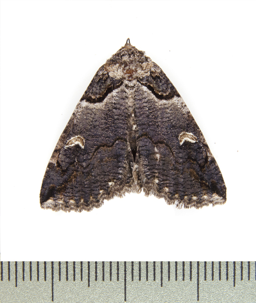 Zale1425