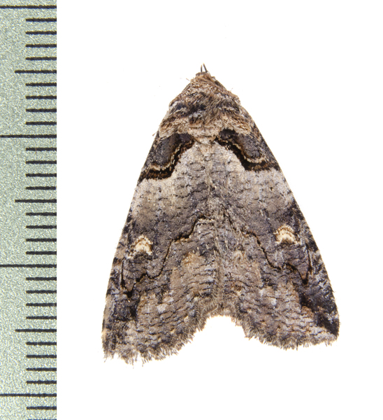Zale1528