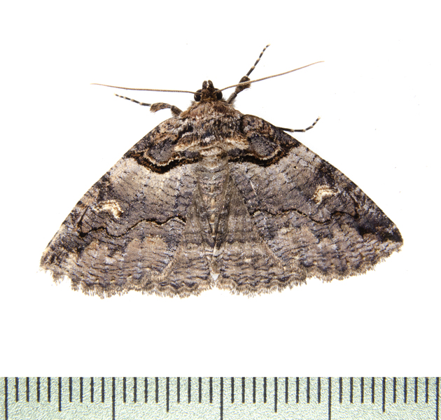 Zale1529
