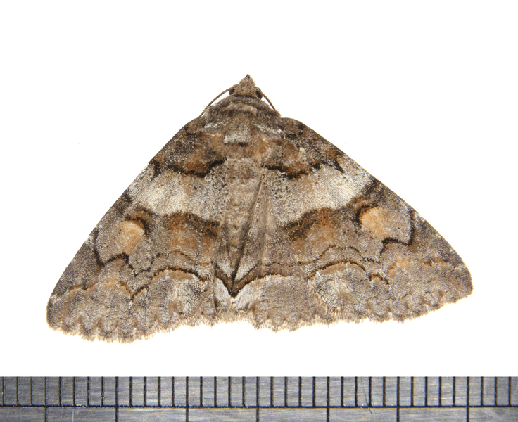Zale3286
