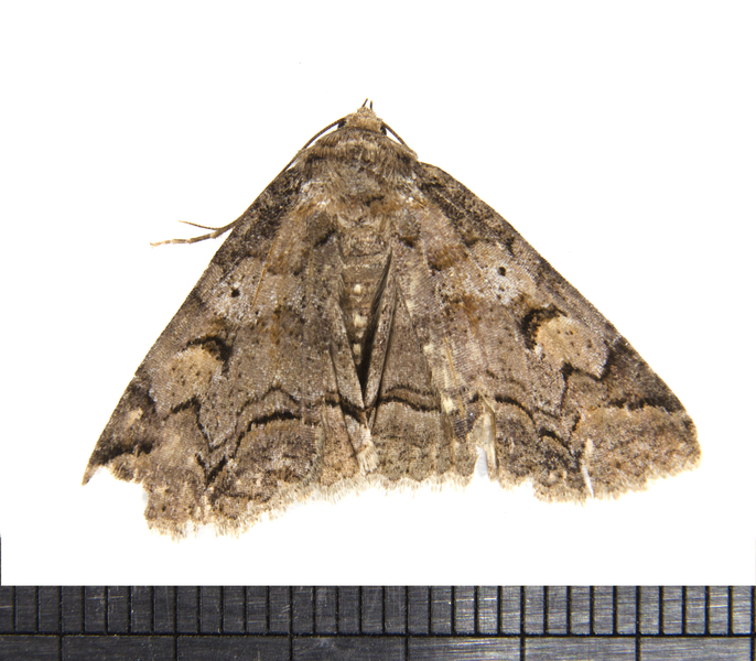 Zale3291