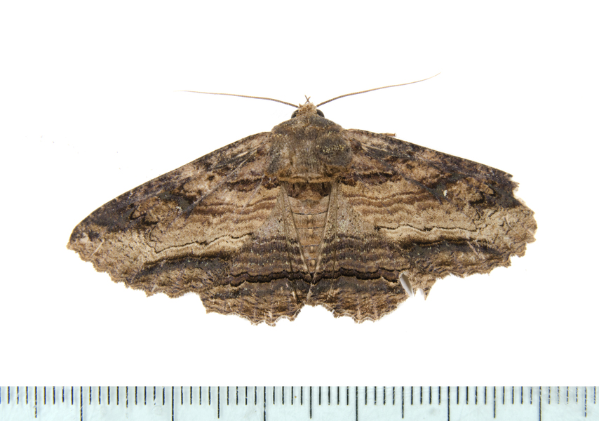 Zale6968