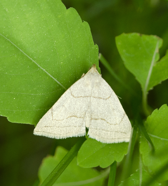 Zanclognatha0352