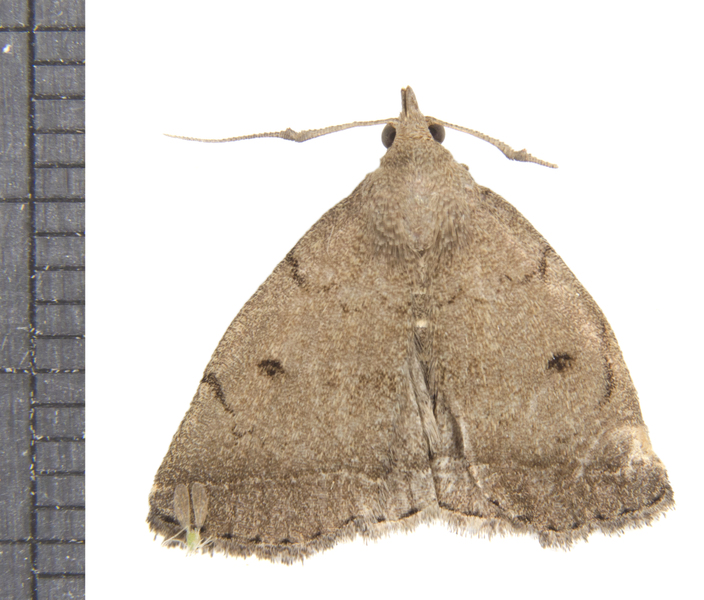 Zanclognatha4867