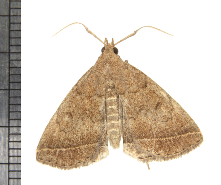 Zanclognatha5355