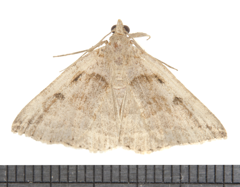 Zanclognatha6122