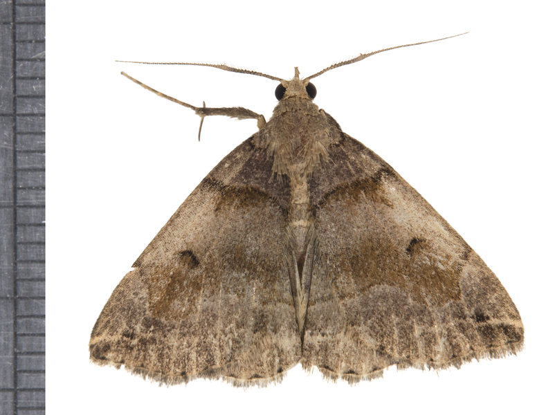 Zanclognatha6243