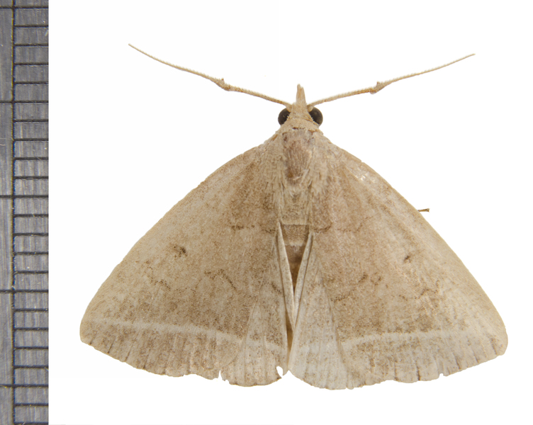 Zanclognatha6914