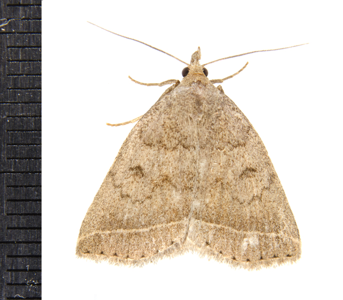 Zanclognatha9667