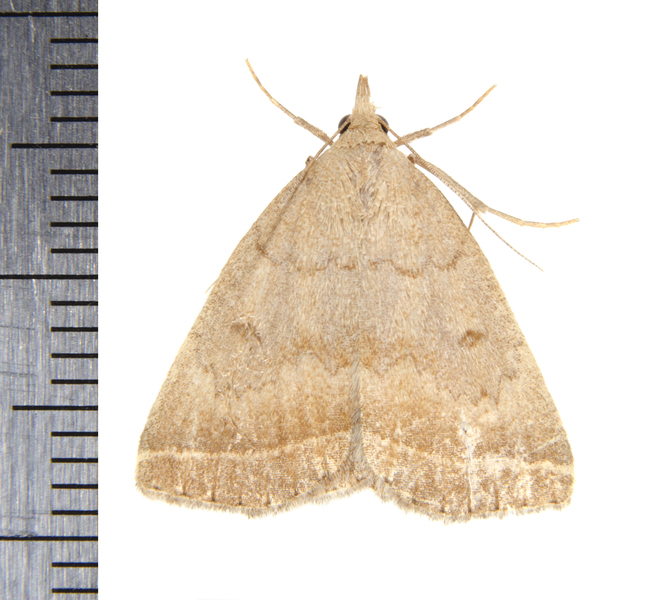 Zanclognatha9808