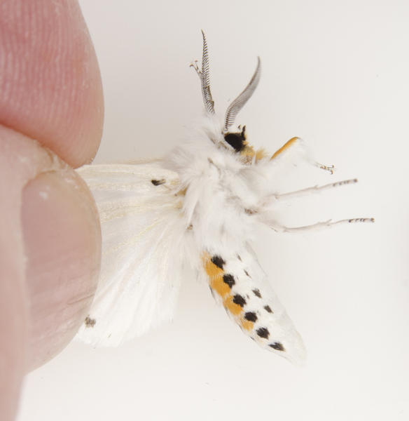 spilosoma8371