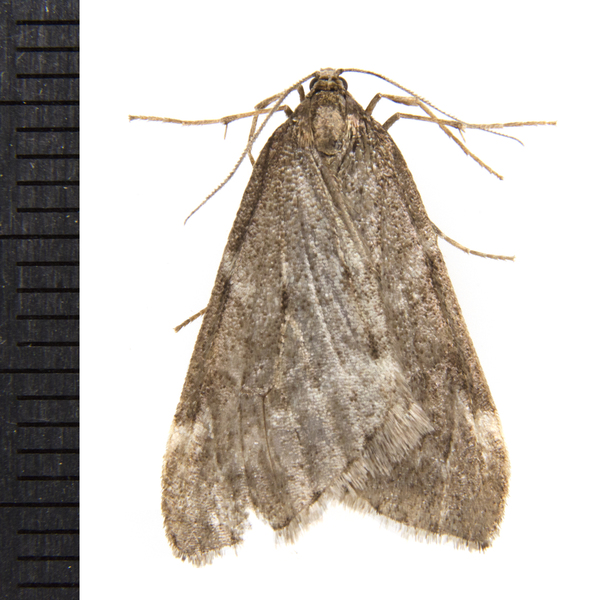 Alsophila1614