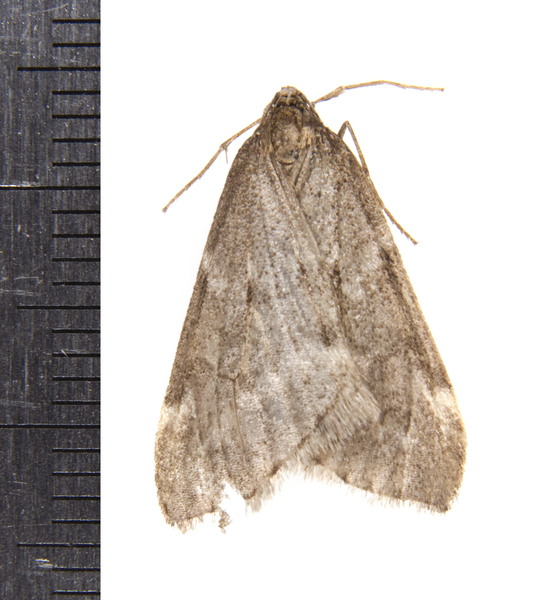 Alsophila1627